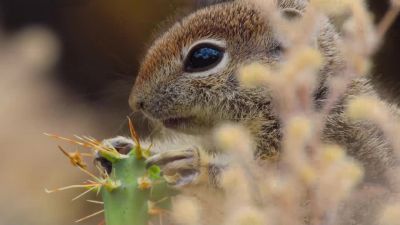 Pups catch on fast. - Tiny World