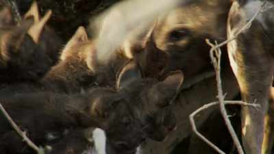(PUPS SQUEAKING) - Dynasties