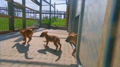 (pups squeaking) - Secrets of the Zoo