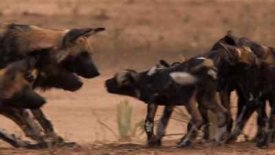 (PUPS SQUEAKING) - Dynasties