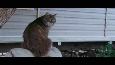 [purring] - This Is the Zodiac Speaking