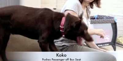 Push, push, push, push, push,
push! Push! Good boy. - Koko: A Red Dog Story
