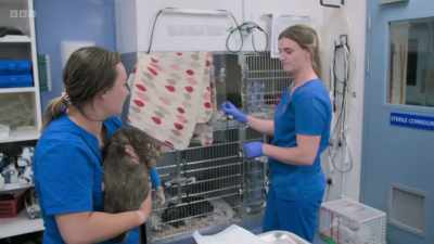 Put her in there. There you go. Oh. - 24/7 Pet Hospital