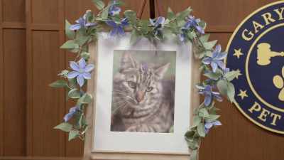 Put it out
before he's gone completely, - Gary Busey: Pet Judge
