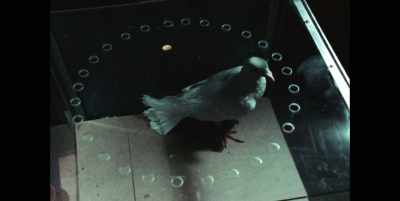 Putting a pigeon in a bomb
is definitely nuts, - White Rabbit Project