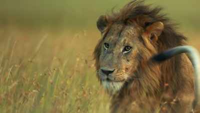 Putting herself
between them and her cub. - Dynasties
