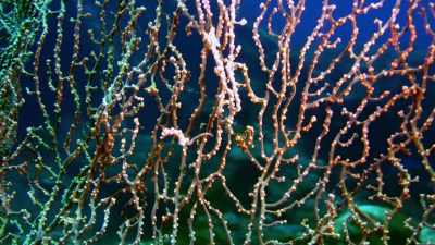 Pygmy seahorses are super fast, too. - Absurd Planet
