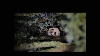 Qian qian was injured, - Pandas
