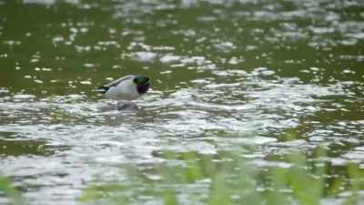 QUACKING - Handmade: Britain's Best Woodworker