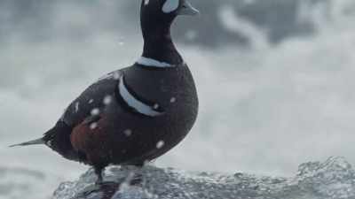 [quacking] - Epic Yellowstone