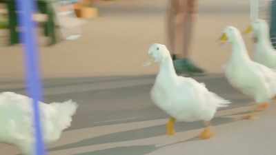 (quacking) - Secrets of the Zoo