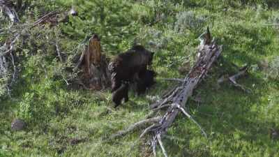 Quad-mom knows a secret source
of calories. - Epic Yellowstone