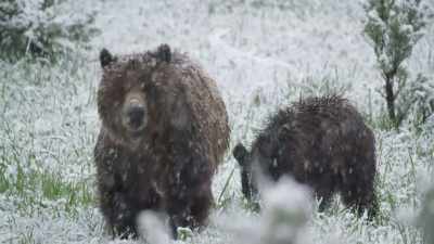 Quad-mom has no choice
but to hibernate. - Epic Yellowstone