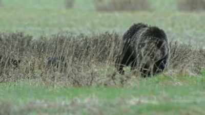 Quad-mom is now
more than 20 years old. - Epic Yellowstone