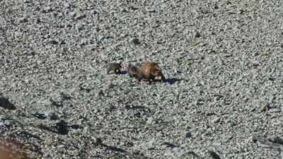 Quad-mom has perfectly
timed her arrival - Epic Yellowstone
