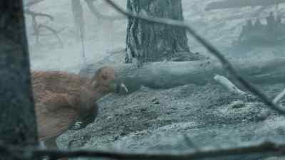 Quick to return
when there's food on offer. - Prehistoric Planet