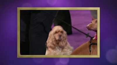 Quickly upstaged
by Aroa's on-point ears. - 2022 American Rescue Dog Show