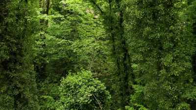(quiet breathing) - Trees and Other Entanglements