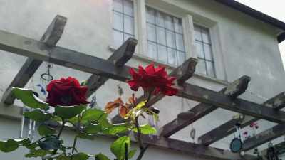  - Quiet streets,
 walkable parks, - Phrogging: Hider in My House