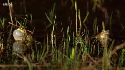 Quietly, patiently, - Wales: Land of the Wild