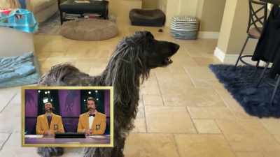 "Quit asking me! I said yes!" - 2022 American Rescue Dog Show