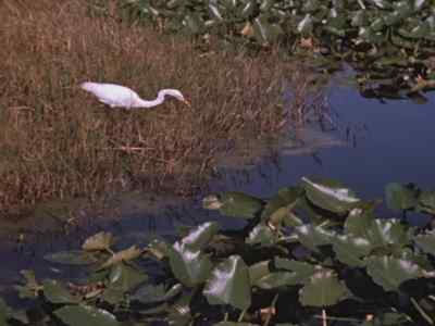 Quite casually,
the wading birds
fish in the danger zone, - Prowlers of the Everglades