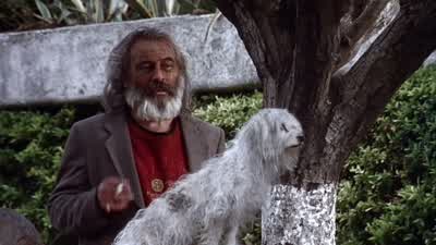 "El gallo canta... - Amores Perros
