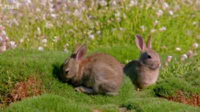 Rabbits were brought here
in the 13th century, - Wales: Land of the Wild