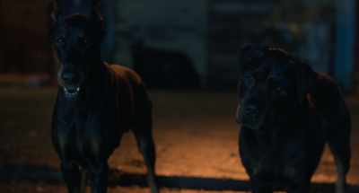 Rabies, scabies,
whatever disease you can get - Strays