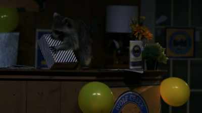 [RACCOON CHITTERS HAPPILY] - Love in Wolf Creek