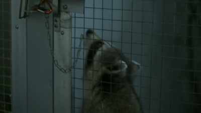 [RACCOON CHITTERS, SNORTS] - Love in Wolf Creek