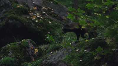 Raccoon dogs are an odd mix, - Wild Nordic