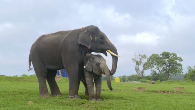 Raghu can't pluck grass on his own,
and is learning from Krishna. - The Elephant Whisperers