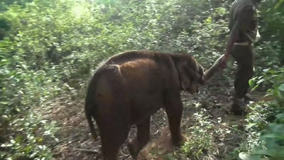 Raghu's mother got electrocuted
and died instantly. - The Elephant Whisperers