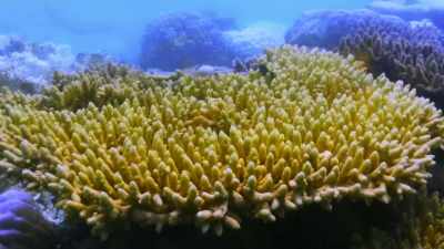 [Rago]  In just two months, - Chasing Coral