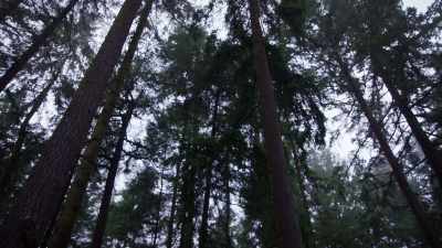 (rain dripping) - Trees and Other Entanglements