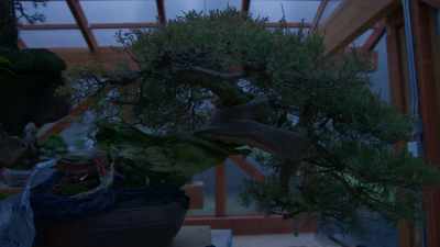 (rain falling) - Trees and Other Entanglements