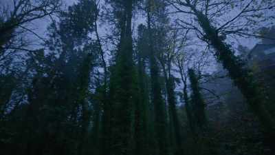 (rain falling) - Trees and Other Entanglements