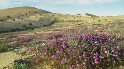 Rain in deserts, however,
never lasts long, - The Green Planet