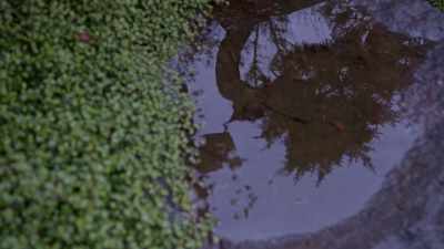 - (rain splashing)
- (birds chirping) - Trees and Other Entanglements