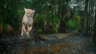 Raindrops are bouncing off the surface
of the dark water. - Path of the Panther