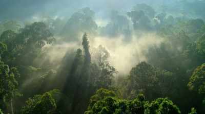 Rainforests are particularly
precious habitats. - David Attenborough: A Life on Our Planet