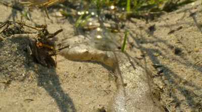 Rainwater that fell four months ago - Surviving Paradise: A Family Tale