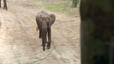 Raising the drop gate.
All right, Luna go on. - Magic of Disney's Animal Kingdom