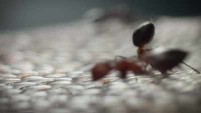 Raising their abdomens,
they blast out noxious acid. - Super/Natural