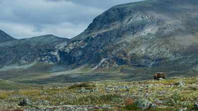 Raking the ground is a warning
to other males to keep away. - Seven Worlds, One Planet
