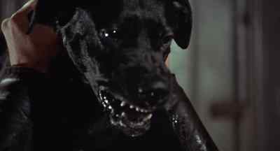 Ralph, stay! Stay! - Eyewitness