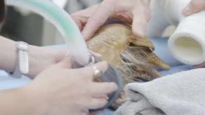 Randy: So those look like
lower teeth that didn't have
anything to occlude that - Secrets of the Zoo