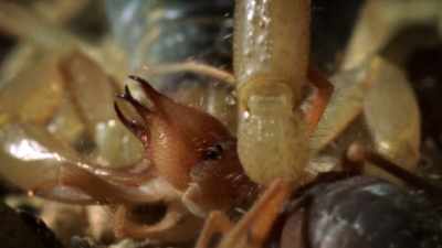 RANDY: The post-abdomen is
brought over the head - United States of Animals