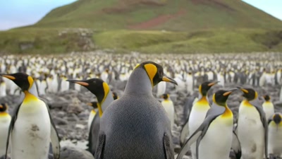 'Rather apt
for a bird in a dinner suit. - A Year on Planet Earth